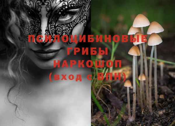 прущие грибы Абинск